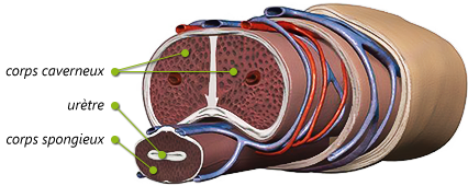 Comment est composé un pénis.